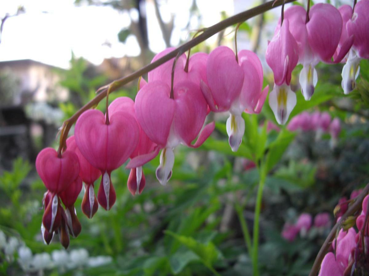 Annabelle Villa Somma Lombardo Dış mekan fotoğraf